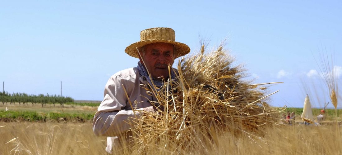 ANDIAM A MIETERE IL GRANO.<br></noscript> Mandrarossa Tour sabato 1 e domenica 2 giugno 2013. Spighe e dintorni. Elogio ai grani duri antichi di Sicilia